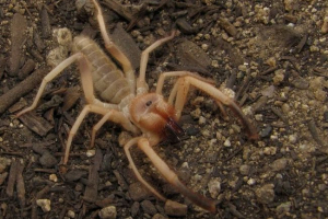 Falanga: pauk, s kojim se bolje ne susreće Falanga: pauk, s kojim se bolje ne susreće